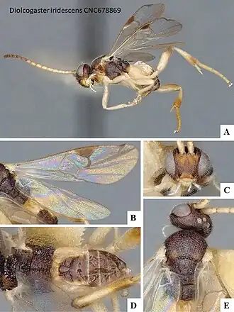 Diolcogaster iridescens