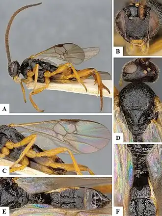 Diolcogaster scotica