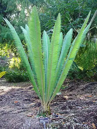 Dioon pectinatum