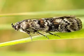 Dioryctria schuetzeella Donkere sparappelboorder