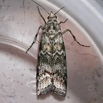 Dioryctria abietivorella