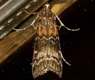 Dioryctria banksiella