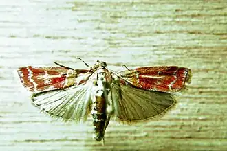Dioryctria disclusa
