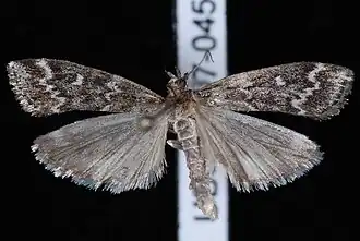 Dioryctria reniculelloides