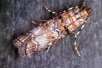 Dioryctria zimmermani