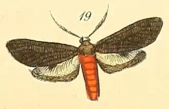Dipaenae contenta