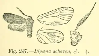 Dipaenae ferruginosa