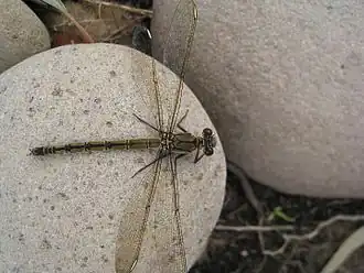 Diphlebia nymphoides