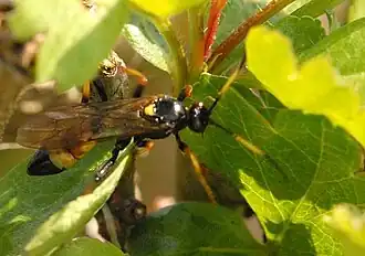 Diphyus palliatorius