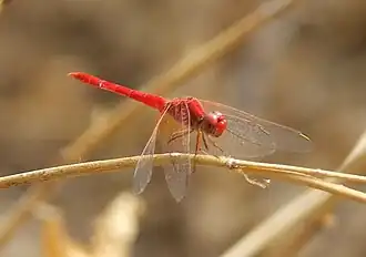 Rhodothemis lieftincki