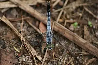 Diplacodes trivialis