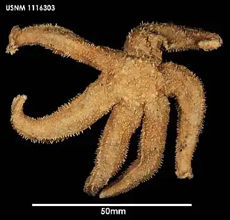 Diplasterias meridionalis