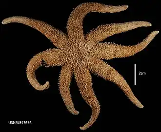 Diplasterias octoradiata