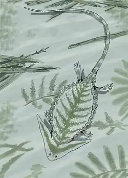 Diplocaulus van boven.