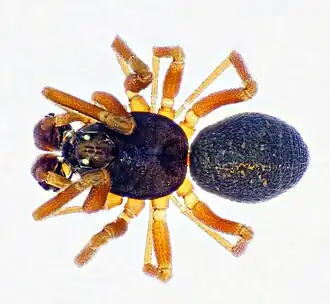 Tweeklauwdubbelkopje