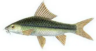 Diplocheilichthys pleurotaenia