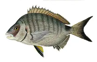 Diplodus sargus helenae