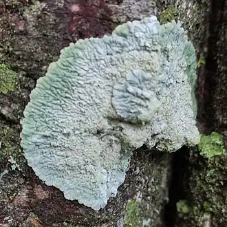 kauwgommos (Diploicia canescens}