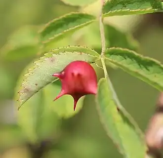 Gestekelde rozengalwesp