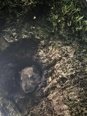 Vliegende boomstekelrat