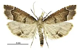 Lathrotelinae