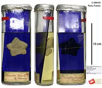 Diplopteraster verrucosus