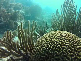 Pseudodiploria strigosa