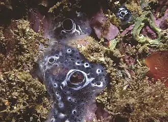 Diplosoma spongiforme