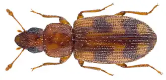 Diplotoma