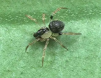 Phycosoma flavomarginatum