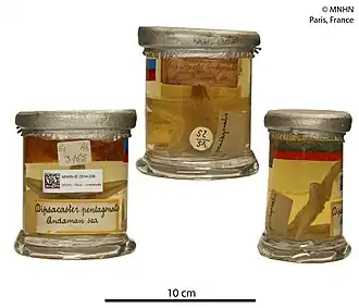 Dipsacaster pentagonalis