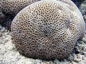 Dipsastraea matthaii