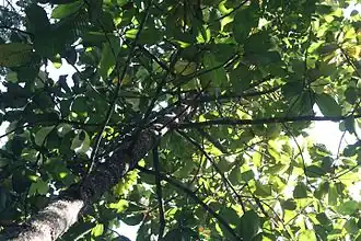 Dipterocarpus hispidus