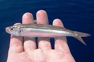 Dipterygonotus balteatus