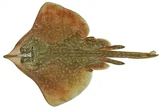 Dentiraja australis