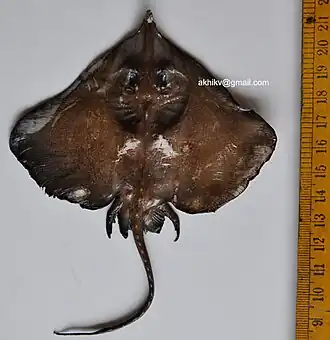 Dipturus johannisdavisi