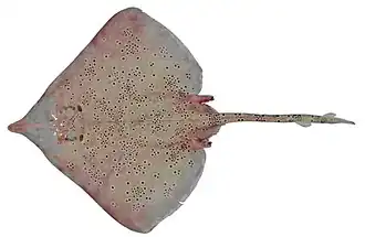 Dentiraja polyommata