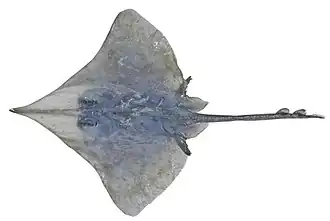 Dipturus queenslandicus