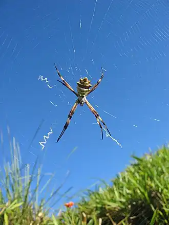 Argiope blanda