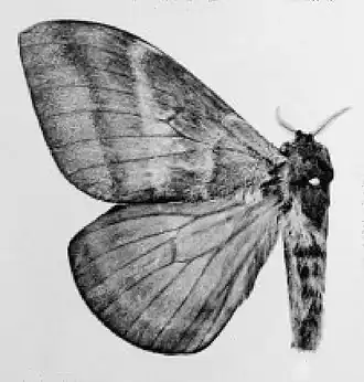 Dirphia somniculosa