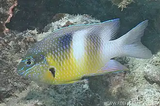 Dischistodus prosopotaenia