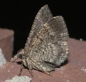 Disclisioprocta stellata