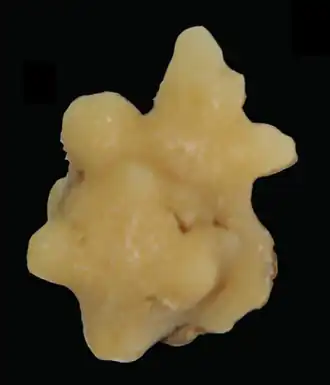 Discodermia verrucosa