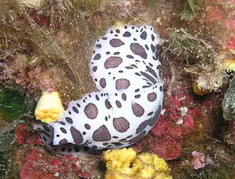 Peltodoris atromaculata