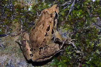 Zuid-Spaanse schijftongkikker