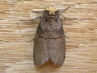 Discophlebia lucasii