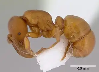 Discothyrea antarctica