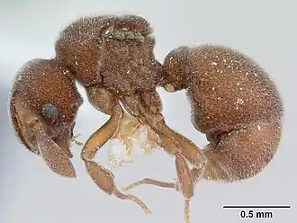 Discothyrea mixta