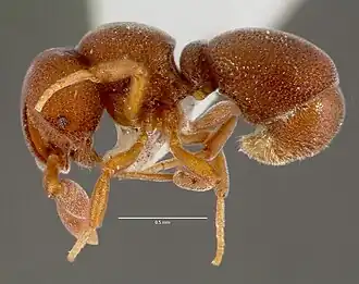 Discothyrea oculata