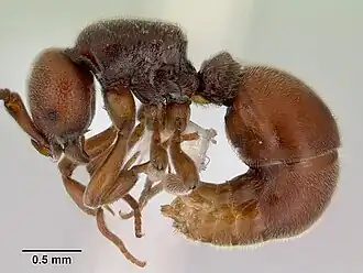 Discothyrea remingtoni